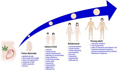 Cannabis Use in Pregnant and Breastfeeding Women: Behavioral and Neurobiological Consequences